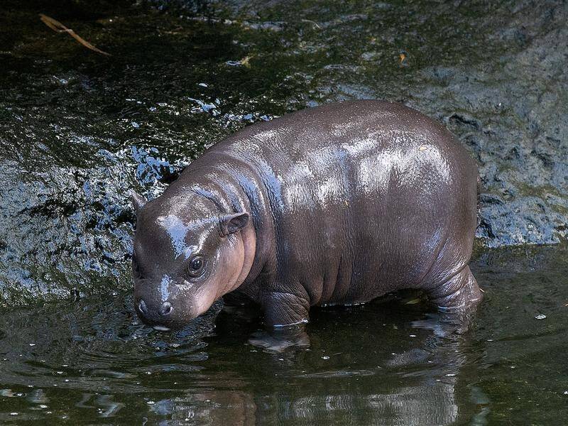 full grown pygmy hippopotamus