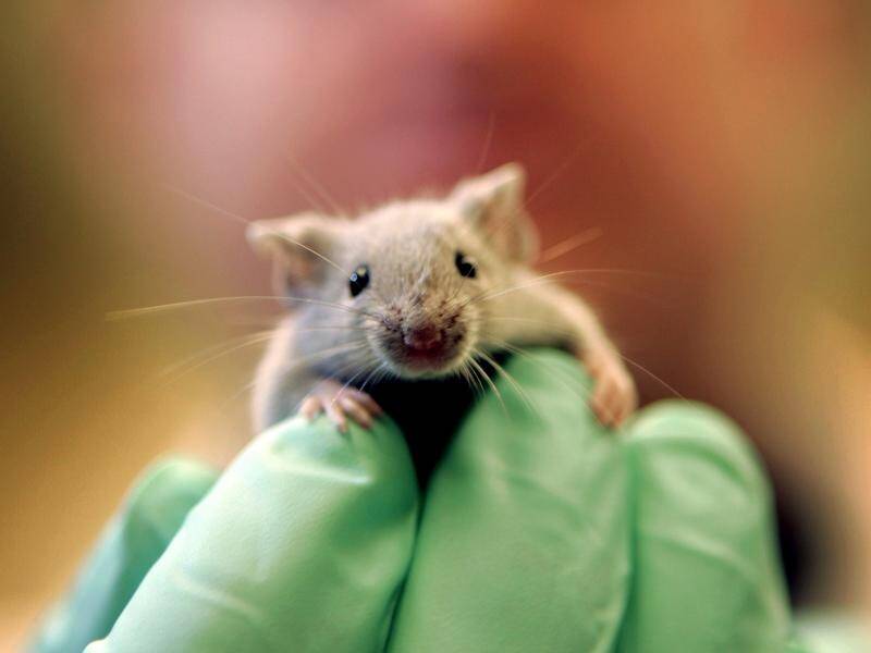 Laboratory mice will no longer be forced to swim until exhaustion in cruel experiments. (AP PHOTO)