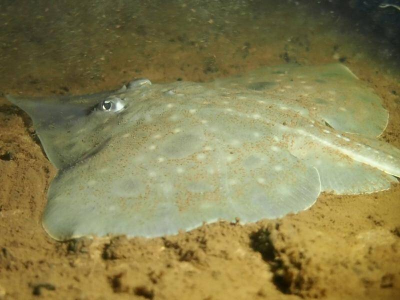 Tasmania's ancient maugean skate is said to be barely hanging on. (PR HANDOUT IMAGE PHOTO)