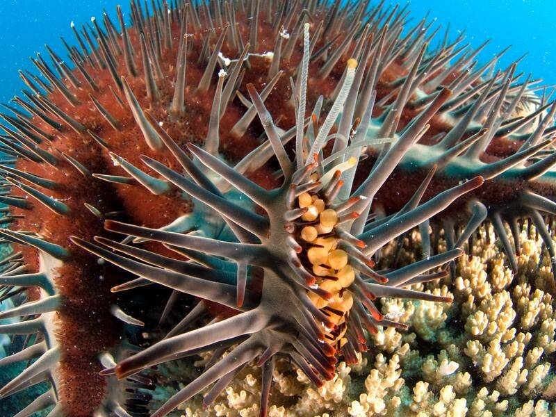 Crown-of-thorns starfish are a major threat to the Great Barrier Reef but their days may be numbered (PR HANDOUT IMAGE PHOTO)