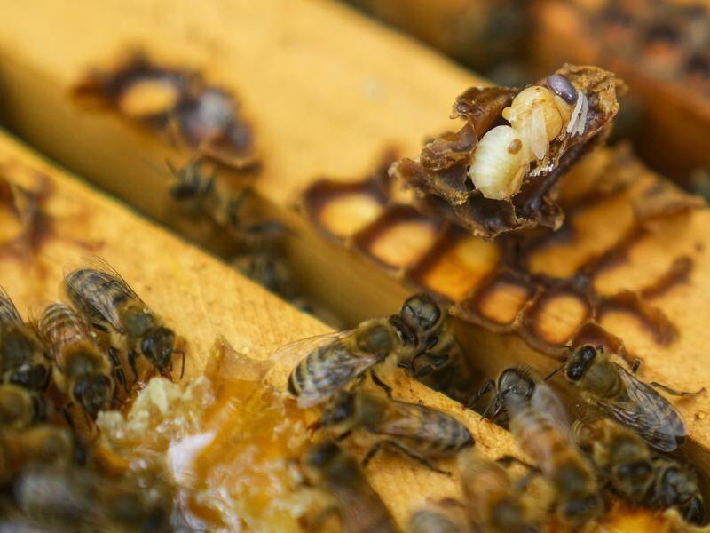 Authorities are still hopeful of eliminating the bee-killing varroa mite. (AP PHOTO)