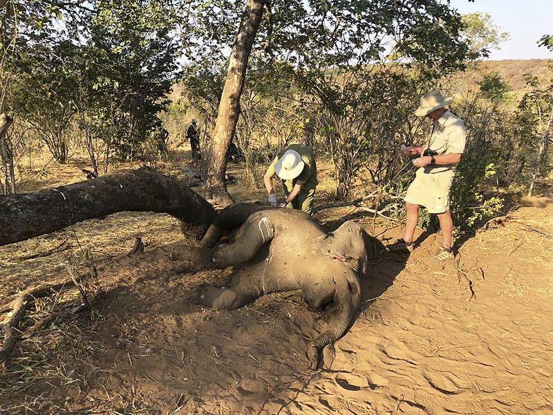 Twenty two elephants have been found dead with their tusks intact, ruling out poaching.