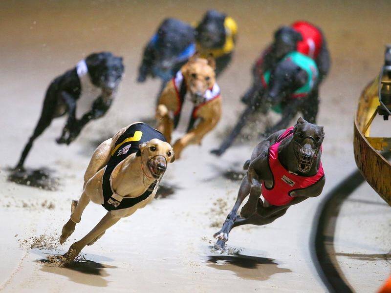 Greyhound Racing NSW will close some tracks in the regions and upgrade others to improve safety. (David Moir/AAP PHOTOS)