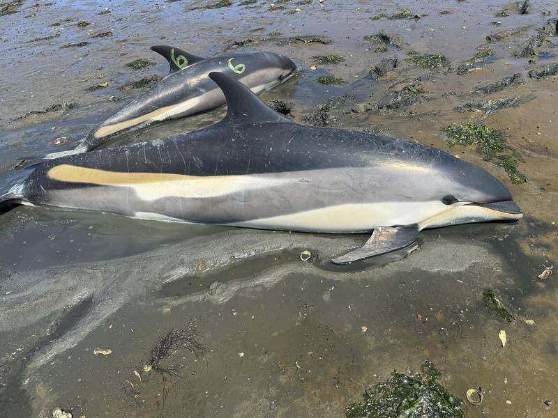 More than 100 dolphins survived a mass stranding event at Cape Cod in the US. (AP PHOTO)