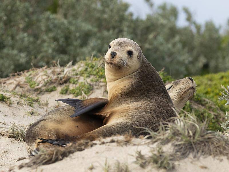 H5N1, one of the many viruses that cause bird flu, could threaten sea lions in Australia. (HANDOUT/UNIVERSITY OF SYDNEY)