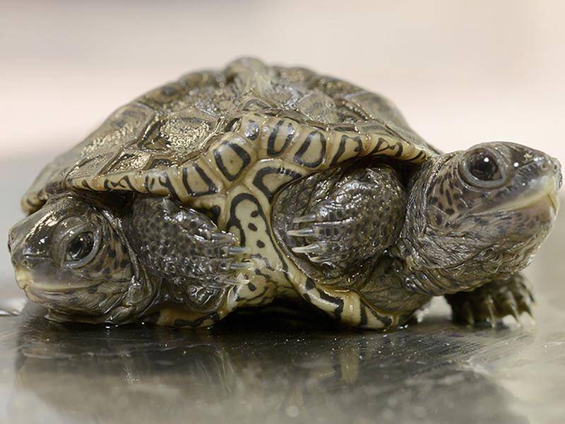 Turtles DON'T live inside their shells as shocking reality