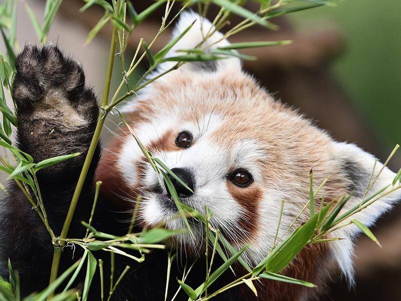 red panda eating gif