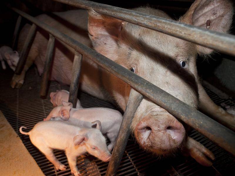 A vegan activist has defending invading farms to expose animal cruelty.
