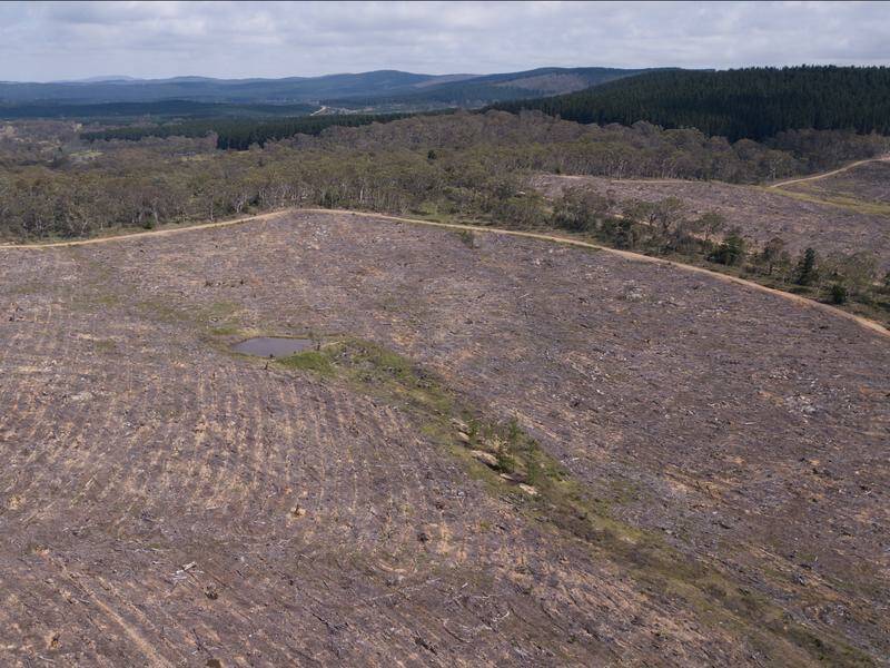 A review of NSW's Local Land Services Act has been promised in a bid to rein in excess land clearing Photo: Mick Tsikas/AAP PHOTOS