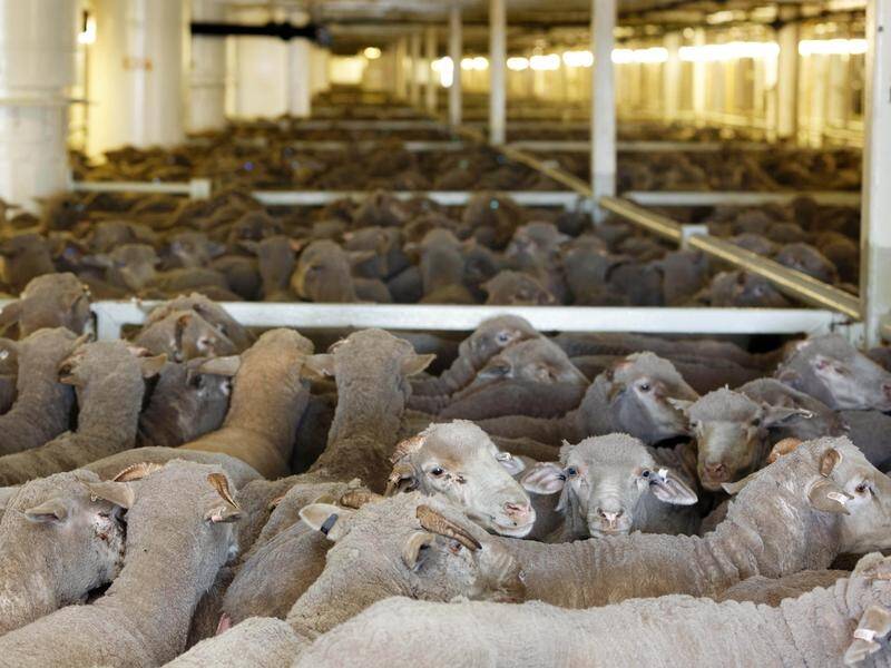 Agriculture ministers are meeting as the phasing out of live sheep exports continues to pose issues. (Trevor Collens/AAP PHOTOS)