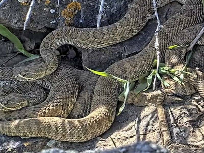 The rattlesnake webcam oversees a remote site on private land in northern Colorado. Photo: AP PHOTO
