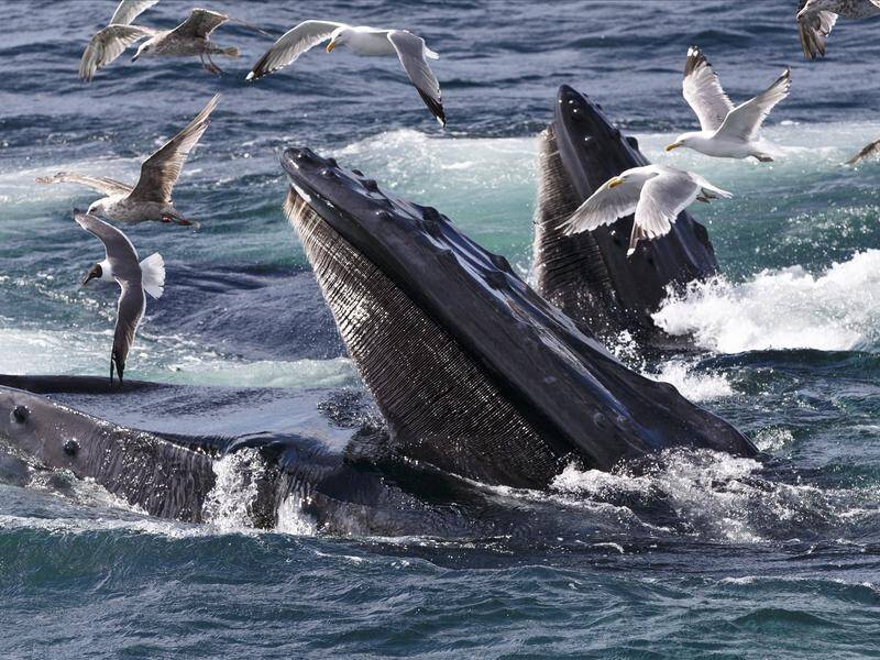 Baleen whales are very vocal, but how they produce their array of sounds had remained unclear. (AP PHOTO)