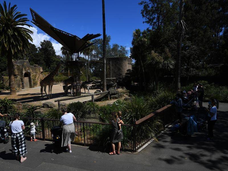 Zoos Victoria is at reduced capacity after industrial action over the state government's wage policy (James Ross/AAP PHOTOS)