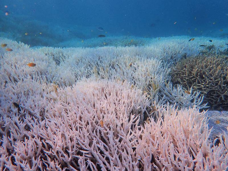 Despite coral bleaching the Great Barrier Reef has avoided a UNESCO list of sites in danger. Photo: HANDOUT/DIVERS FOR CLIMATE