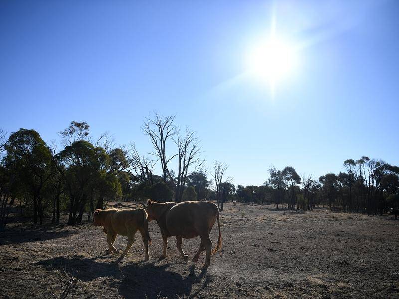 Green groups warn that inaction on climate change will lead to longer droughts and worse floods. (Dan Peled/AAP PHOTOS)