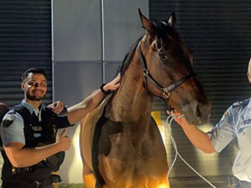 Police officers had to turn horse whisperers on Valentines Day to capture three runaways in Sydney. (PR HANDOUT IMAGE PHOTO)