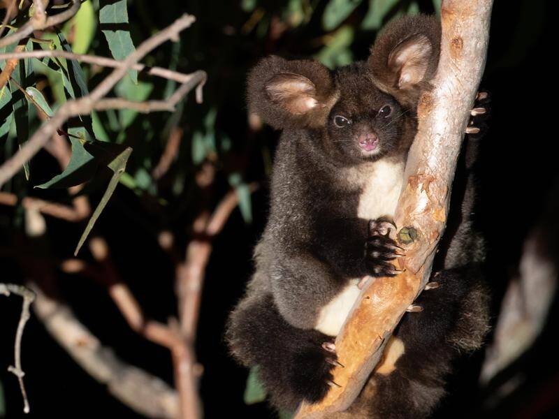 An environmental group is demanding a halt to logging habitat trees after a greater glider's death. (HANDOUT/WWF AUSTRALIA)