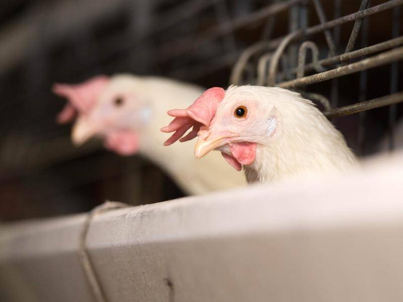 The US has imposed restrictions on poultry imports from Victoria over bird flu concerns. (AP PHOTO)