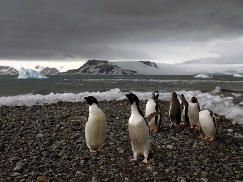 Scientists say the loss of Antarctic sea-ice is close to a tipping point, with unstoppable impacts. (AP PHOTO)