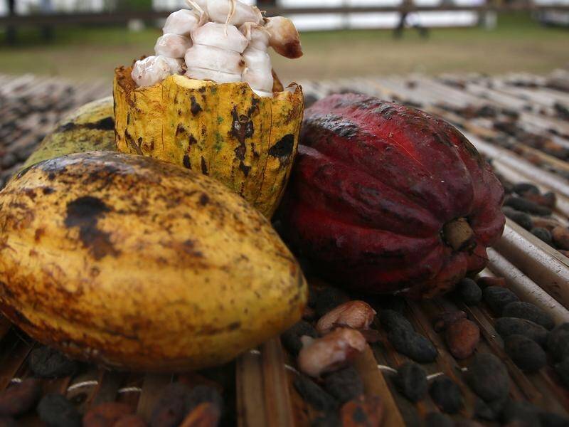 Ghana leader Nana Akufo-Addo says cocoa farmer prices are the highest in 50 years in west Africa. (EPA PHOTO)