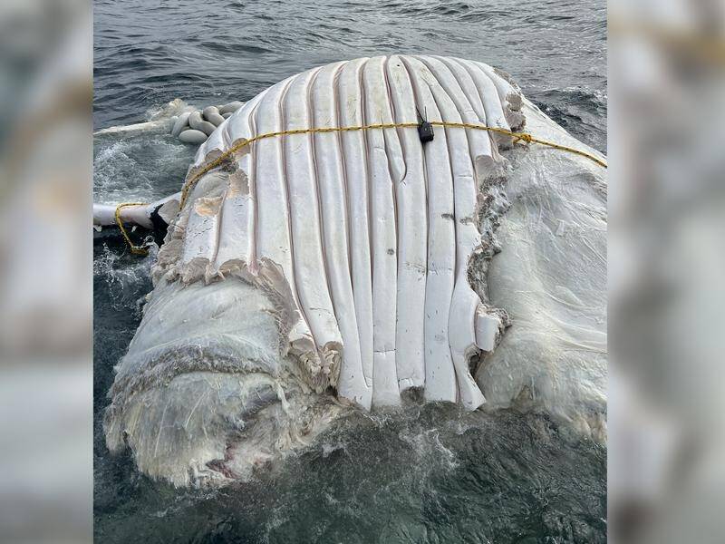 A whale carcass has been fitted with a tracking device to monitor where it ends up. (Supplied Paddy Marine/AAP PHOTOS)