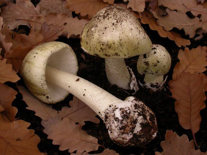 Heavy rains have resulted in a rise of poisonous mushrooms, leaving eight Victorians in hospital.