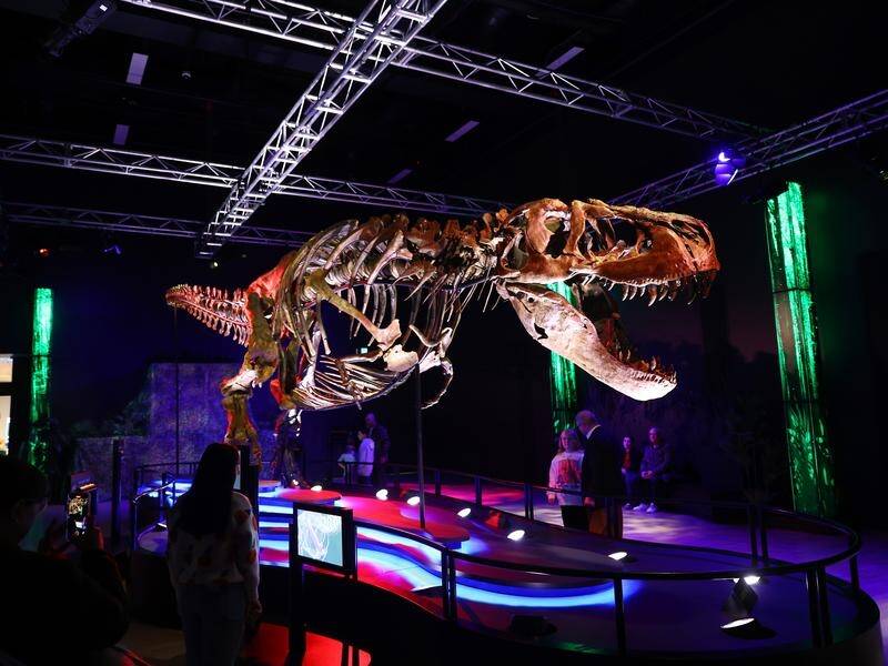 Paleo experts are delighted with a well-preserved T.rex fossil going on display at Melbourne Museum. (Con Chronis/AAP PHOTOS)