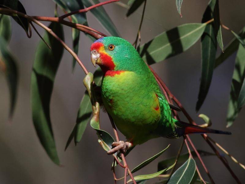 A new, more precise population assessment for the swift parrot has been published by ANU scientists. (MEDIANET IMAGES PHOTO)