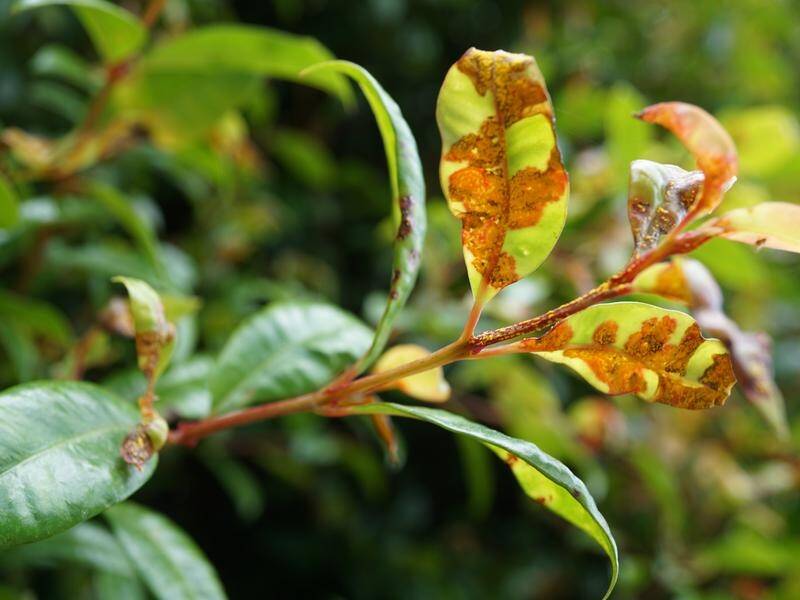 First discovered on the NSW Central Coast 12 years ago, myrtle rust has spread across Australia. (PR HANDOUT IMAGE PHOTO)
