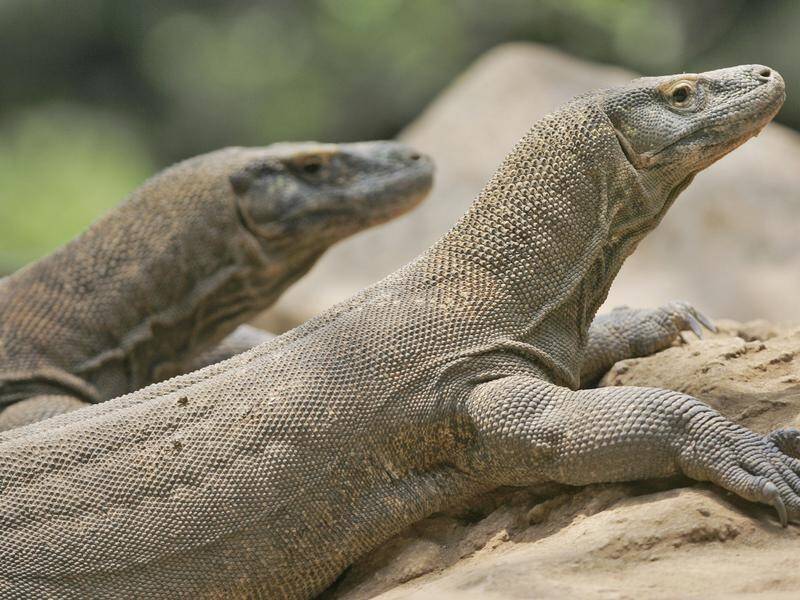 Scientists have mapped the genome of the Komodo dragon.