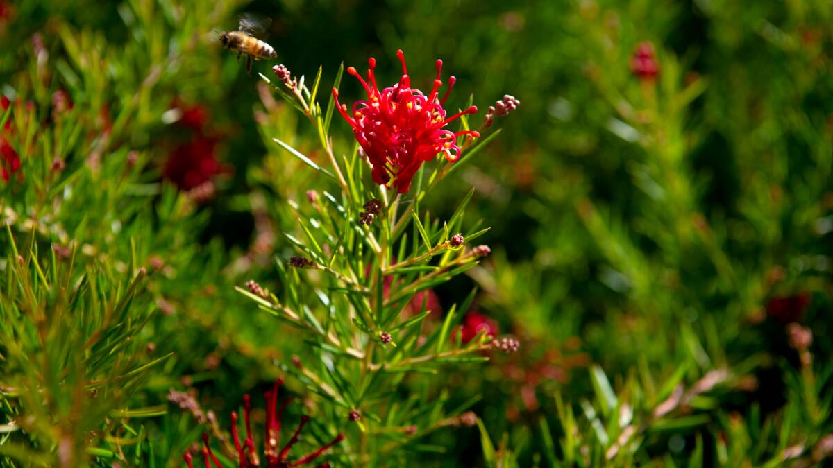 Grevillea LegacyFlames are expected to sell for $15 to $20 a pot. Picture by Elesa Kurtz