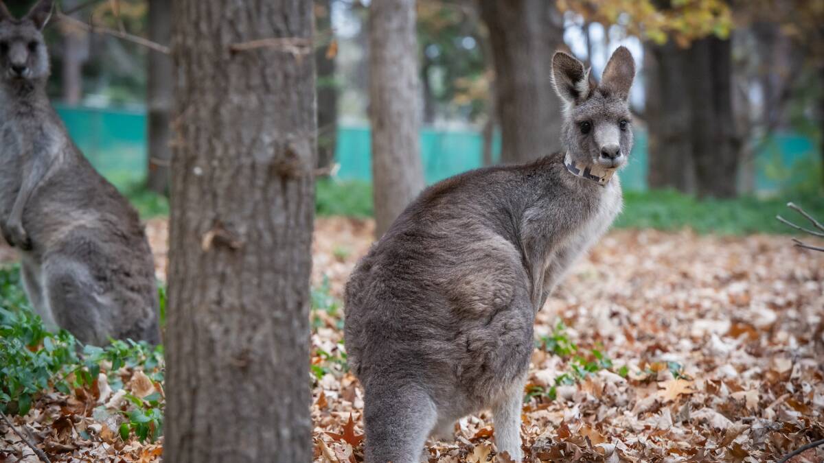 Kangaroo in Weston Park. Picture by Karleen Minney