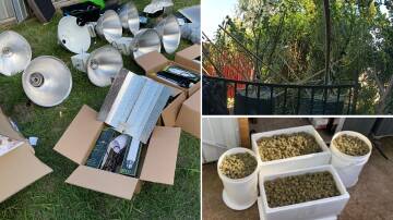 A bumper crop of cannabis has been seized in Canberra's south. Pictures supplied
